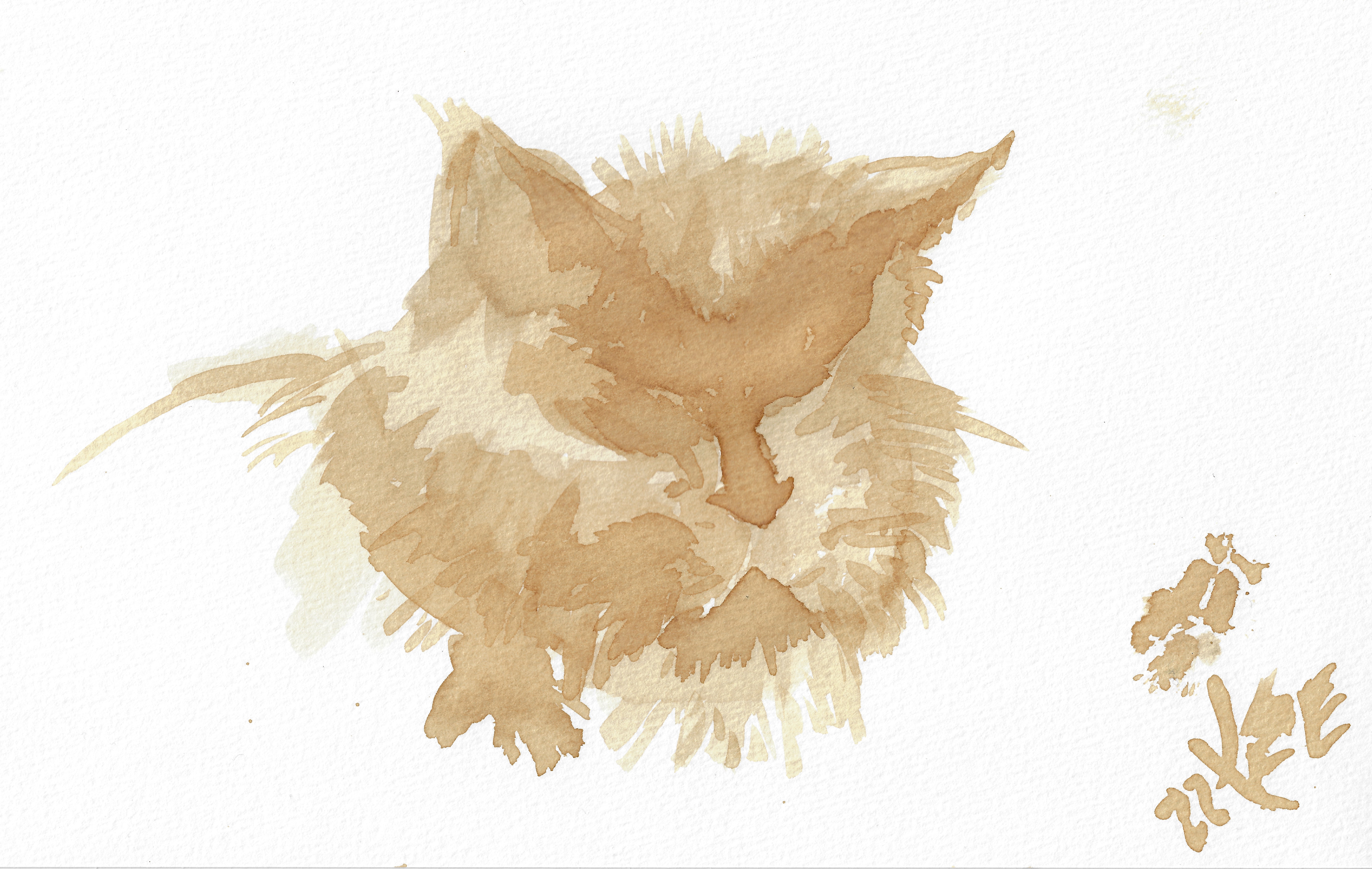 CoffeeCat