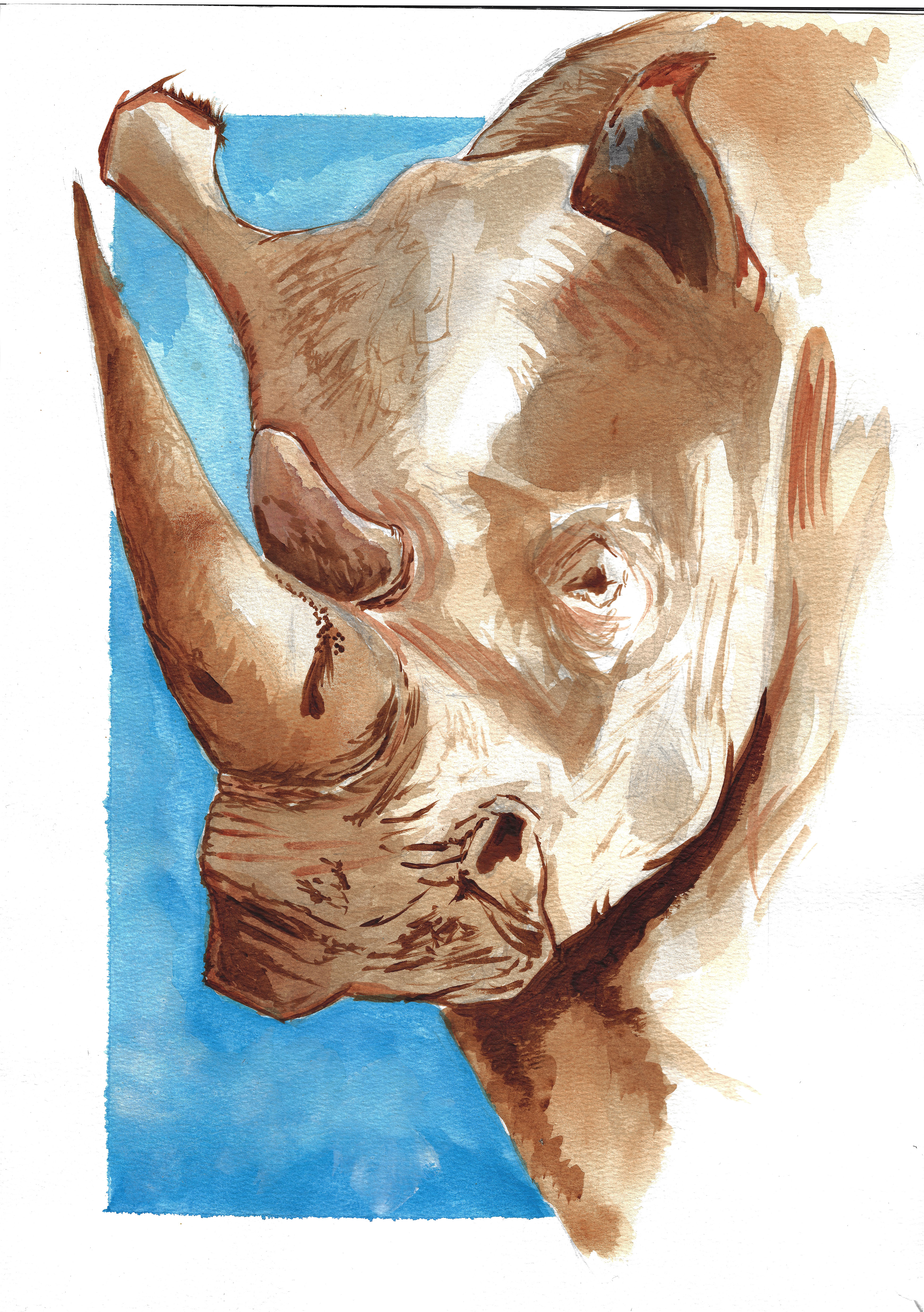 Rhino